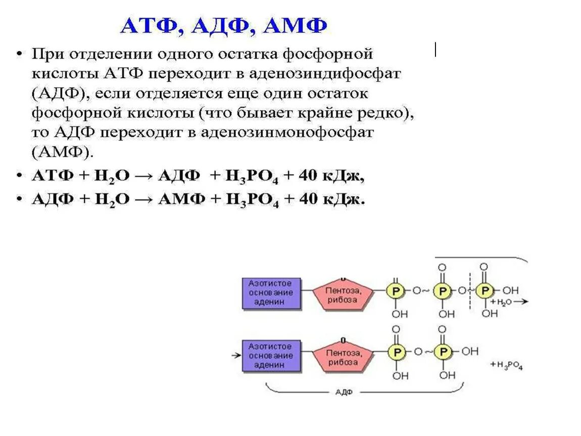 Химические связи атф