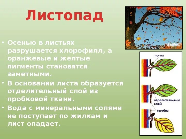 Презентация на тему листопад. Испарение воды растениями листопад. Испарение воды листьями 6 класс биология. Листопад биология 6 класс. Биология 6 класс тема листопад