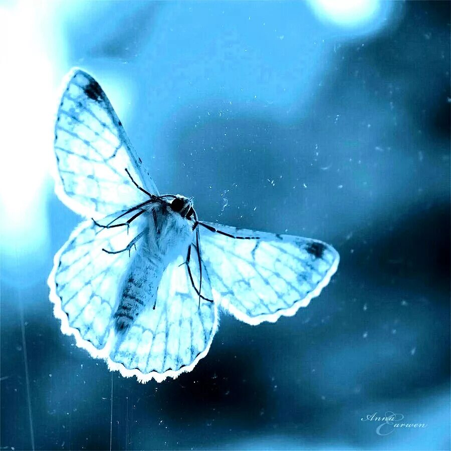 Бабочки в природе. Бабочка в полете. Ночная бабочка бражник. Мотылек в полете. Белый мотылек.