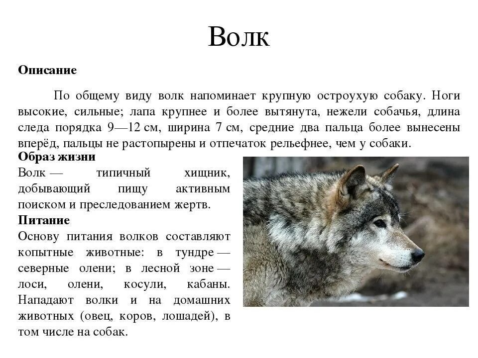 Волк описание животного 3 класс. Рассказ о волке описание. Рассказ о волке 4 класс. Сообщение о волке 4 класс окружающий мир. Текст волк и собака