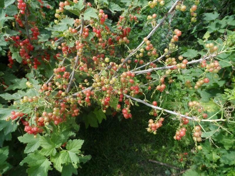 Плохо растет смородина