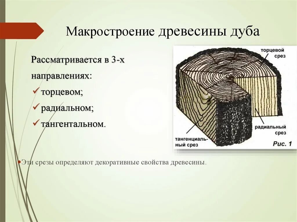 Макроструктура древесины радиальный срез. Макро строение древесины. Торцевой срез древесины. Строение древесины на торцевом срезе.