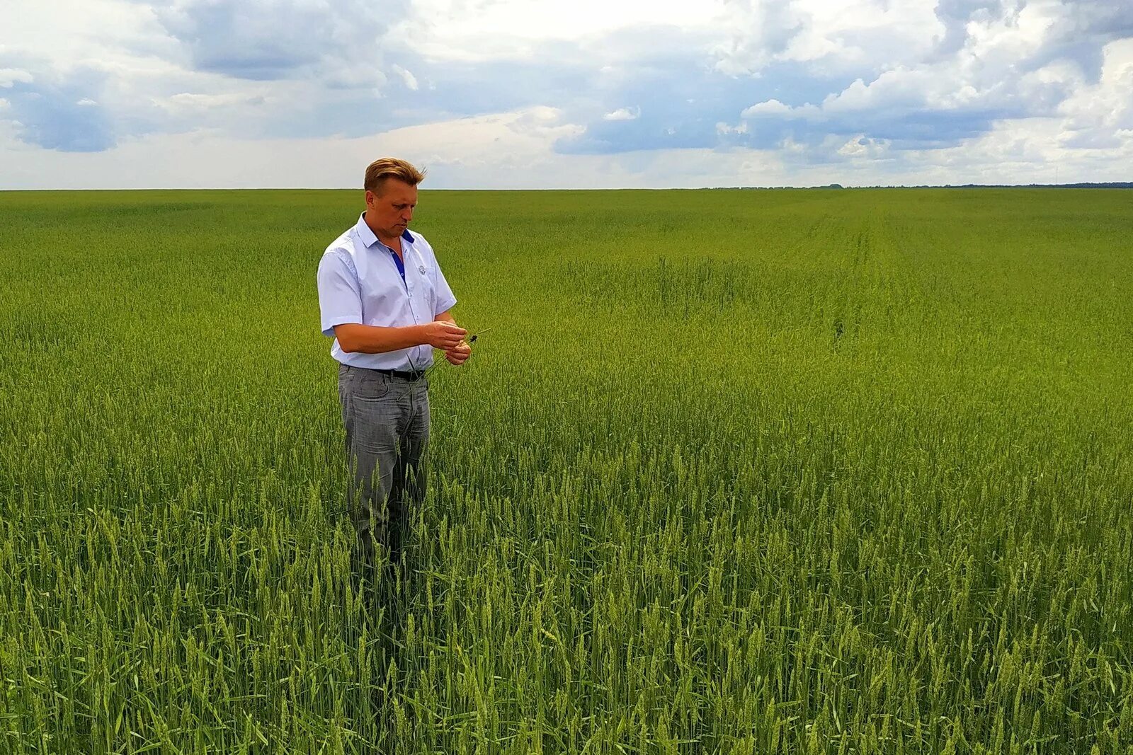 Агроном осматривает посевы пшеницы. Обследование посевов. Сельхоз поля Калужская область. Фитосанитарное обследование посевов зерновых.