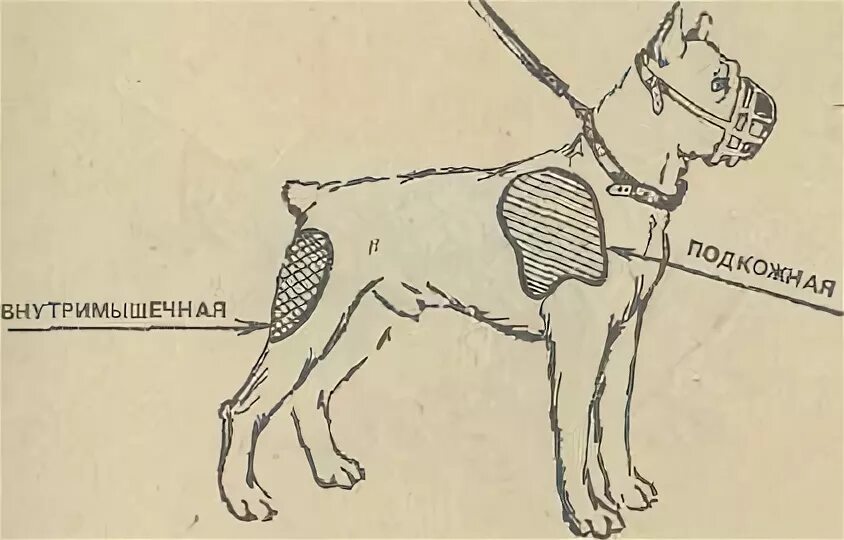 Укол собаке в лапу. Укол собаке внутримышечно схема. Внутримышечно собаке укол внутримышечно. Внутримышечная инъекция немецкой овчарки. Укол собаке внутримышечно в бедро схема.
