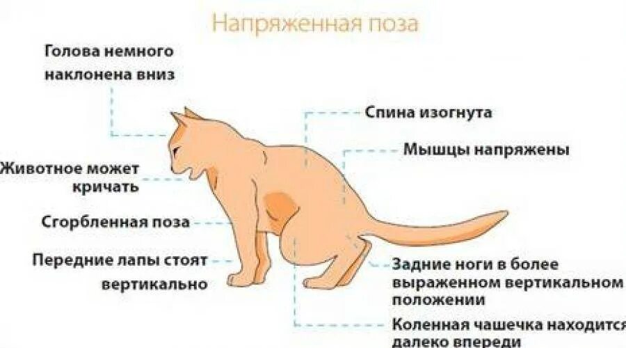 Как вызвать мочеиспускание. Мочекаменная болезнь у котов симптомы. Строение кота внутренние органы мочекаменная болезнь. Мочекаменная болезнь у кошек симптомы.