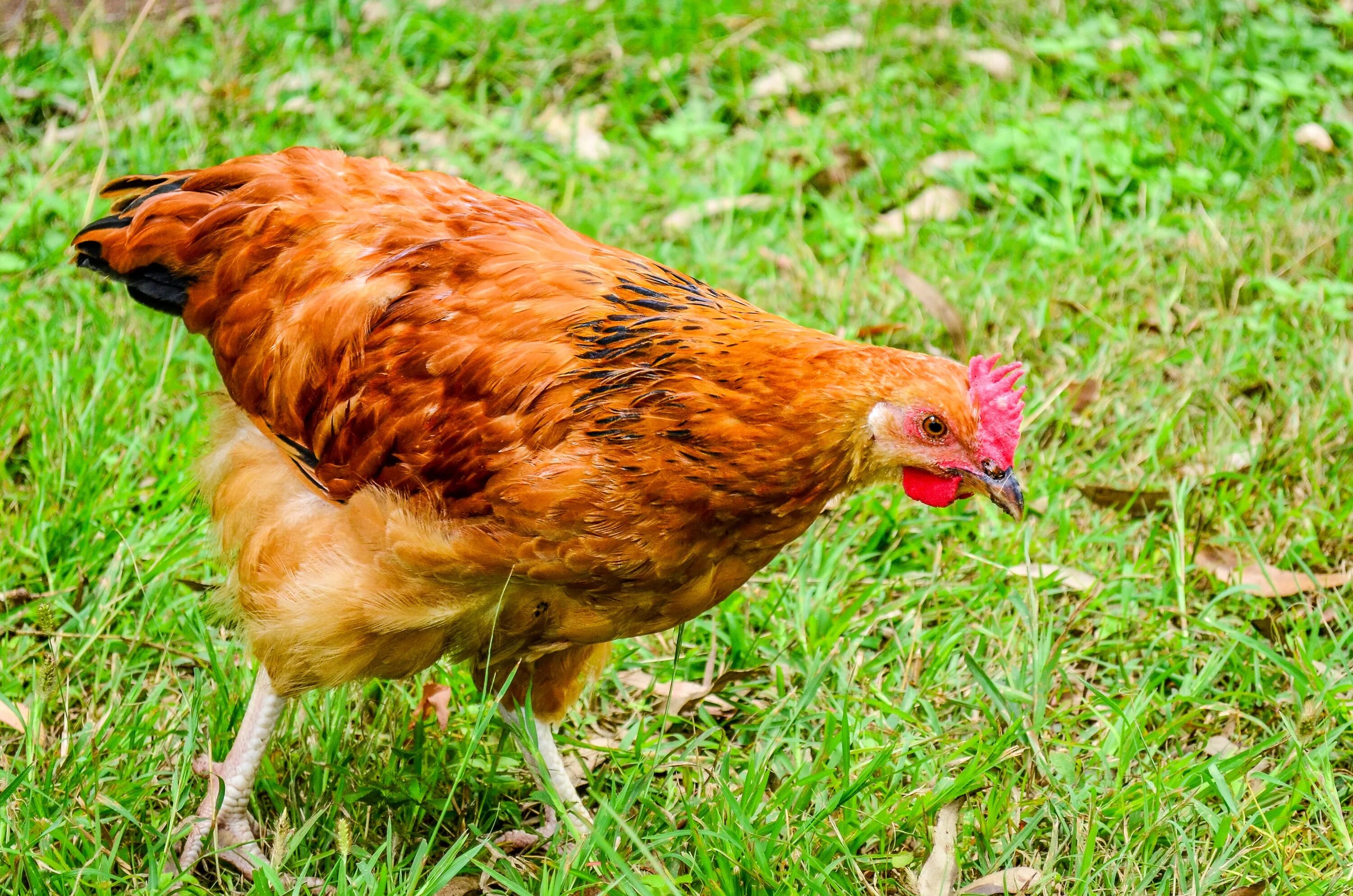 Red chickens