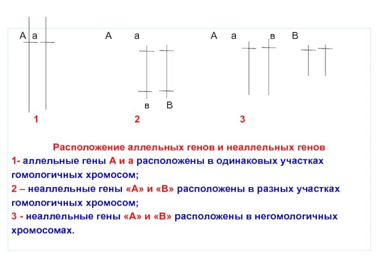 Аллельное состояние генов. Расположение аллельных генов и неаллельных. Аллельные и неаллельные гены определение. Аллельные гены и неаллельные гены. Аллельные и неаллельные гены таблица.