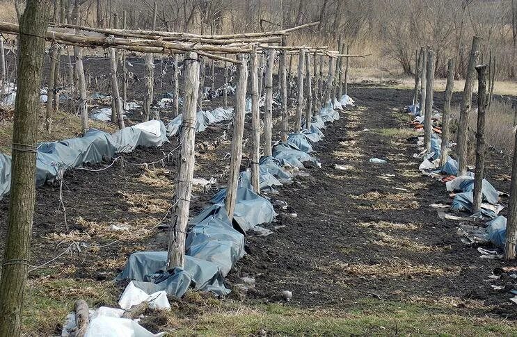 Как закрыть виноград на зиму в огороде. Укрытие для винограда. укрыть виноград на зиму. укрытие винограда на зиму. способы укрытия винограда на зиму.