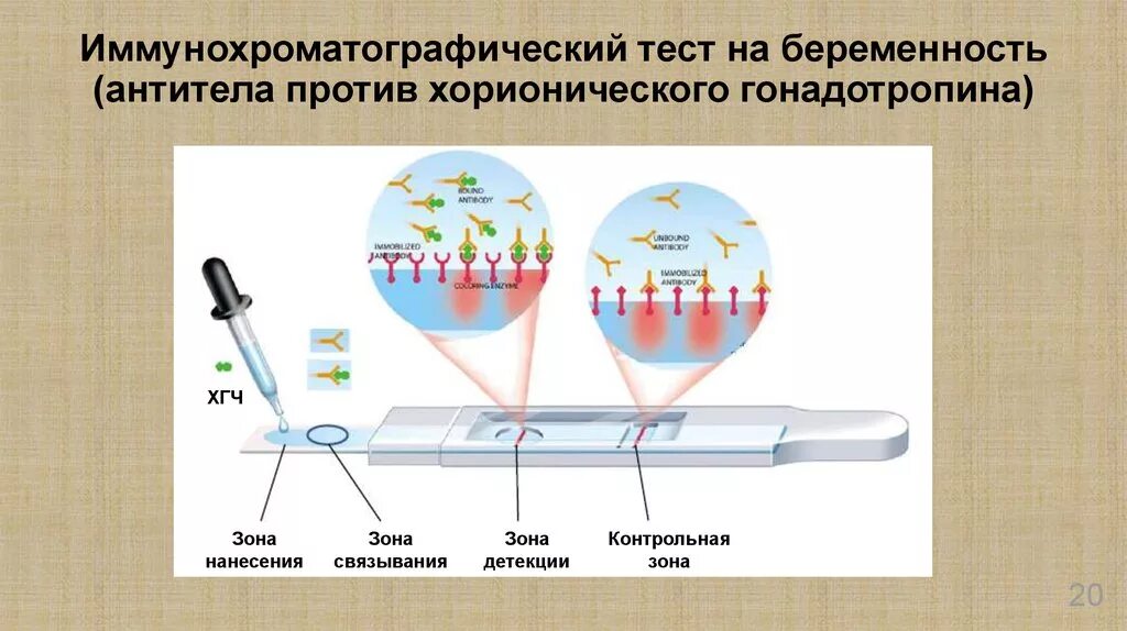 Иммунохроматографического анализа экспресс тест. Иммунохроматографический метод микробиология. Иммунохроматография принцип метода. Иммунохроматографический тест. Иммунохроматографический анализ (ИХА).