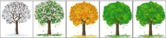 Яблоня в разные времена года. Разрезные картинки деревья. Деревья разных пор года для детей. Дерево в разные времена года.