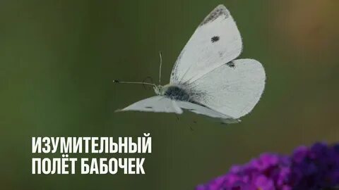 Капустница летает