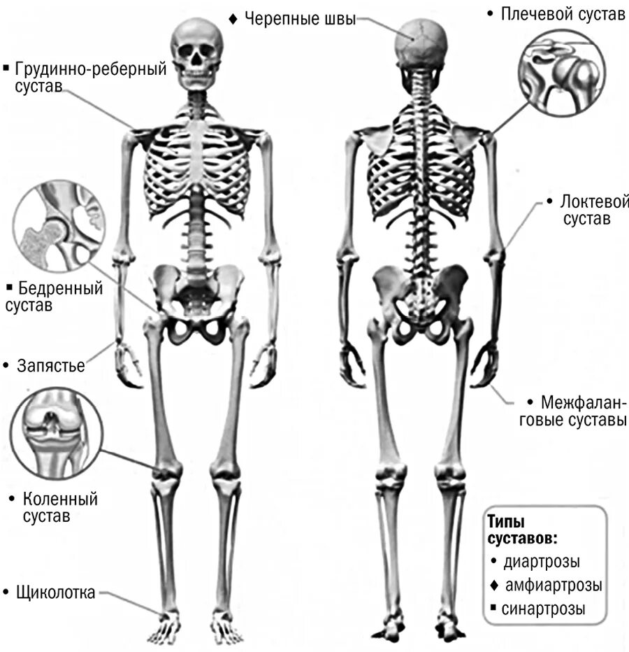 Суставы человека. Схема суставов человека. Название суставов. Суставы скелета человека.