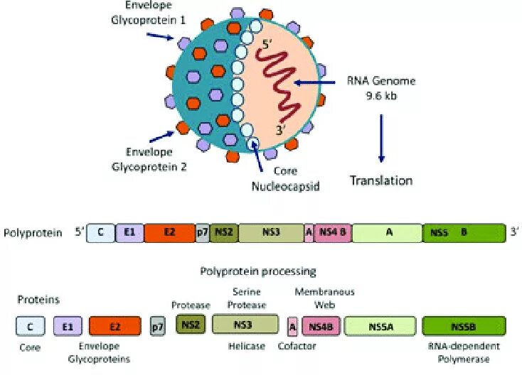 Hcv rna. РНК гепатита с. Вирус HCV. Вирусный гепатит HCV/РНК. РНК вирусы.