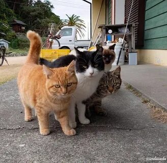 3 кота живет