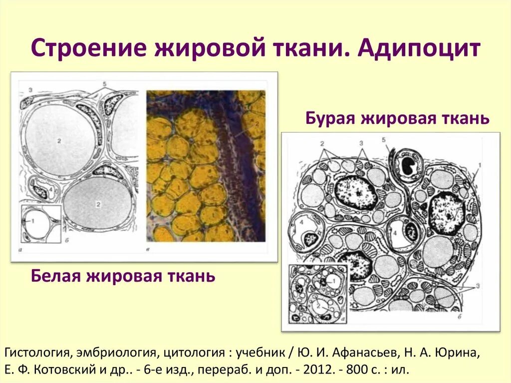 Почему у тканей разное строение. Бурая жировая ткань структура. Соединительная ткань жировая ткань строение клеток. Жировая ткань микроскопия. Жировые клетки соединительной ткани.