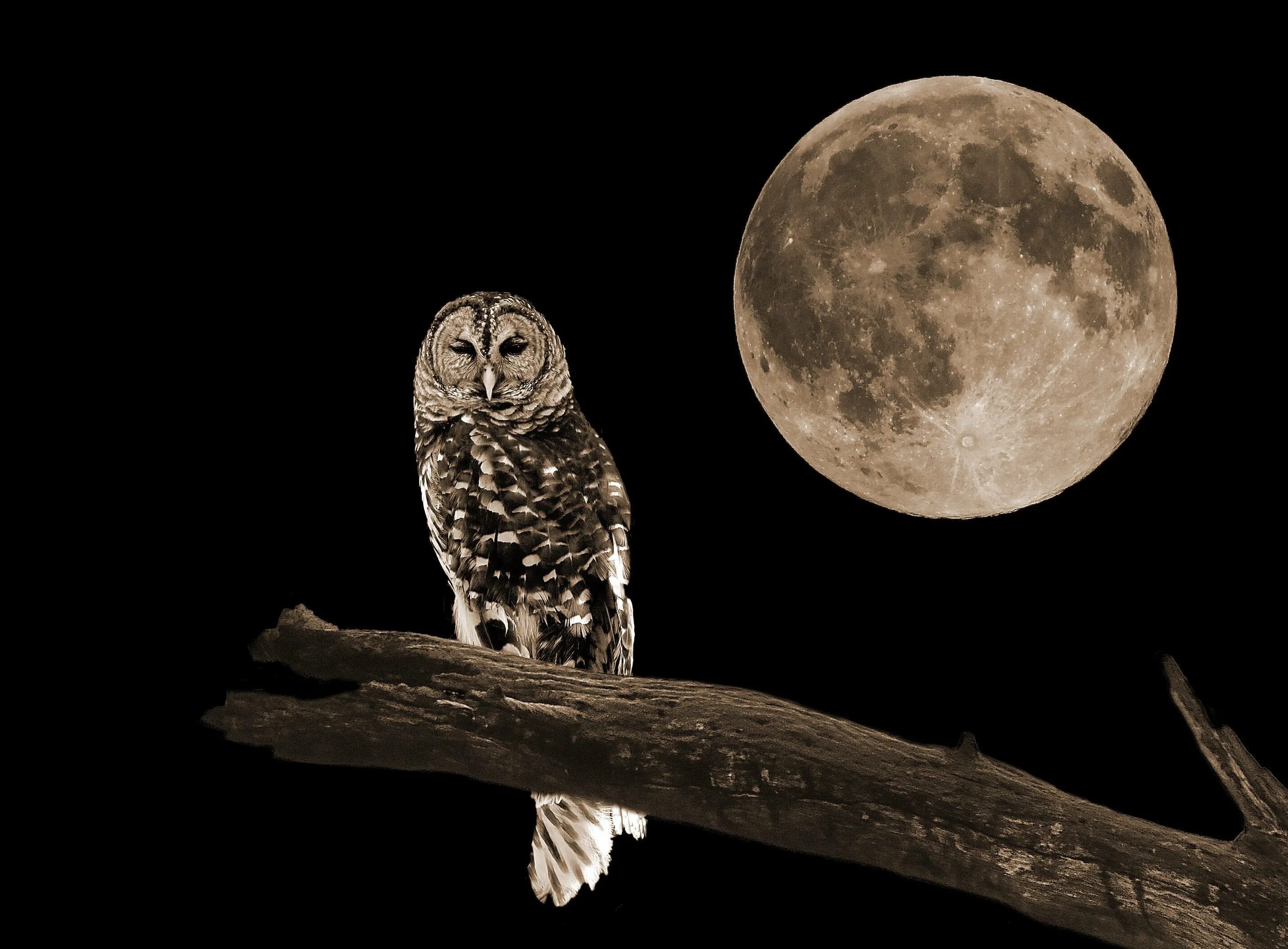 Ночные совы и летнее небо читать. Сова ночью. Лунная Сова. Сова на фоне Луны. Сова охотится ночью.