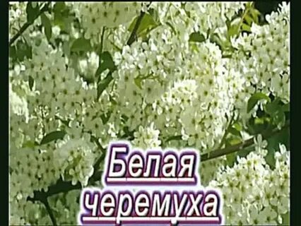 Там где ветви черемухи белые ноты