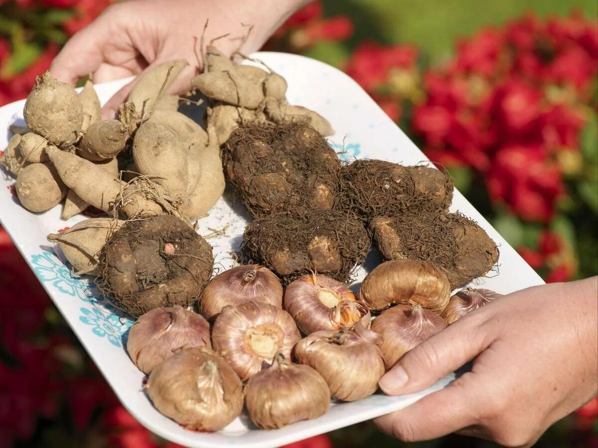 Мирабилис клубни. Клубни на зиму. Хранение клубней георгинов в вермикулите. Хранение георгинов зимой в подвале. Хранение клубней георгинов.