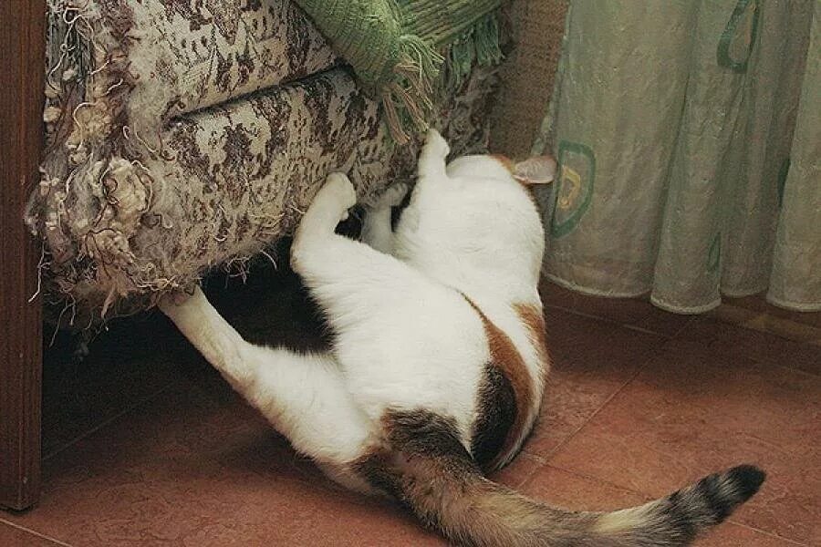 Кошка дерет стену. Кошка дерет диван. Кошка дерет мебель и обои. Кошка дерет мебель и обои. Кошка дерет мебель и обои.