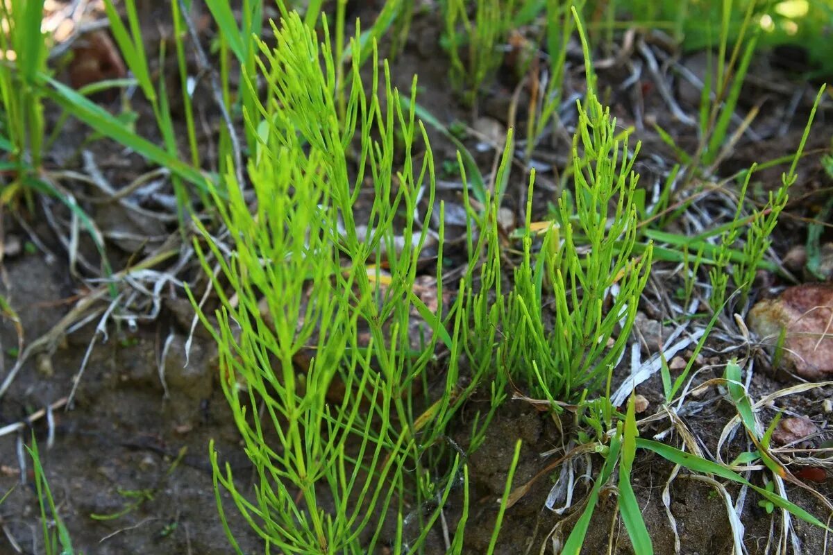 Вологая. Хвощ полевой. Хвощ полевой (Equisetum arvense). Хвощ полевой Equisetum arvense l.. Хвощ полевой ГФ.