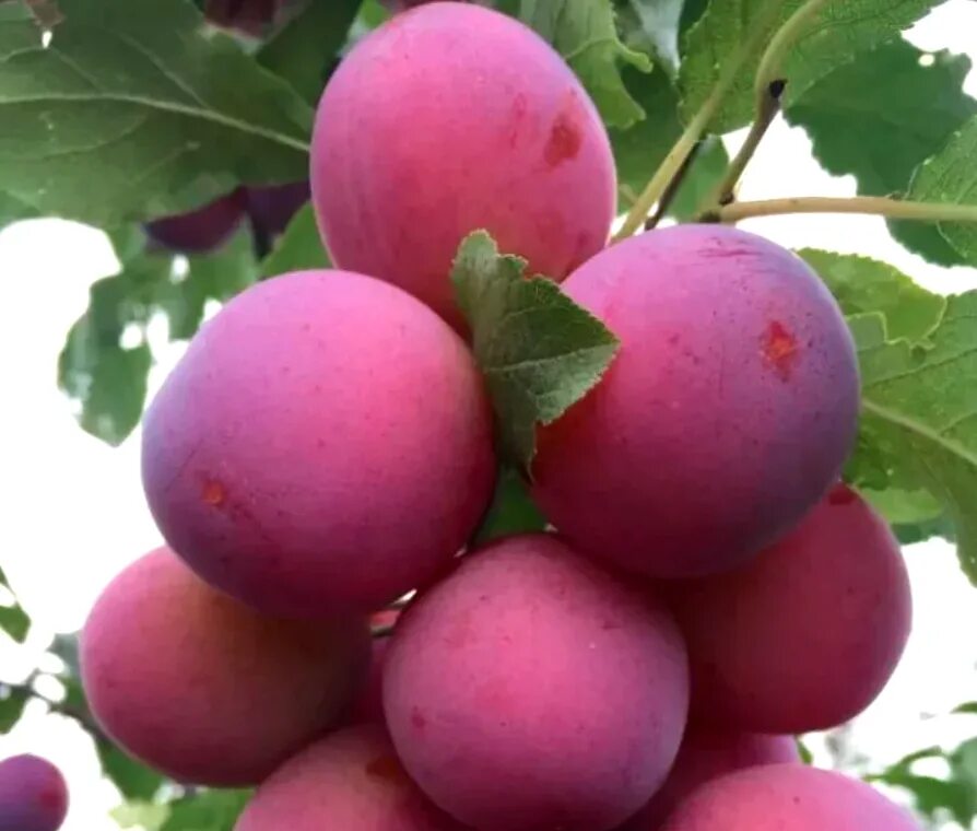 Слива бербанк гигант описание сорта фото отзывы. Слива бербанк гигант описание сорта фото отзывы