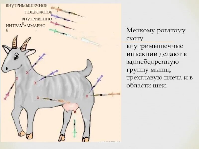 Укол ягненку. Внутримышечная инъекция овце. Подкожное Введение КРС. Внутримышечное Введение. Укол внутримышечно крупного рогатого скота схема.