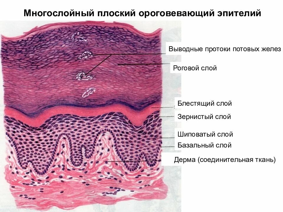 Слизистые покровы или гладкая поверхность. Многослойный плоский ороговевающий эпителий эпидермис кожи пальца. Препарат многослойный плоский ороговевающий эпителий эпидермис кожи. Строение многослойного ороговевающего эпителия гистология. Многослойный плоский ороговевающий эпителий окраска.