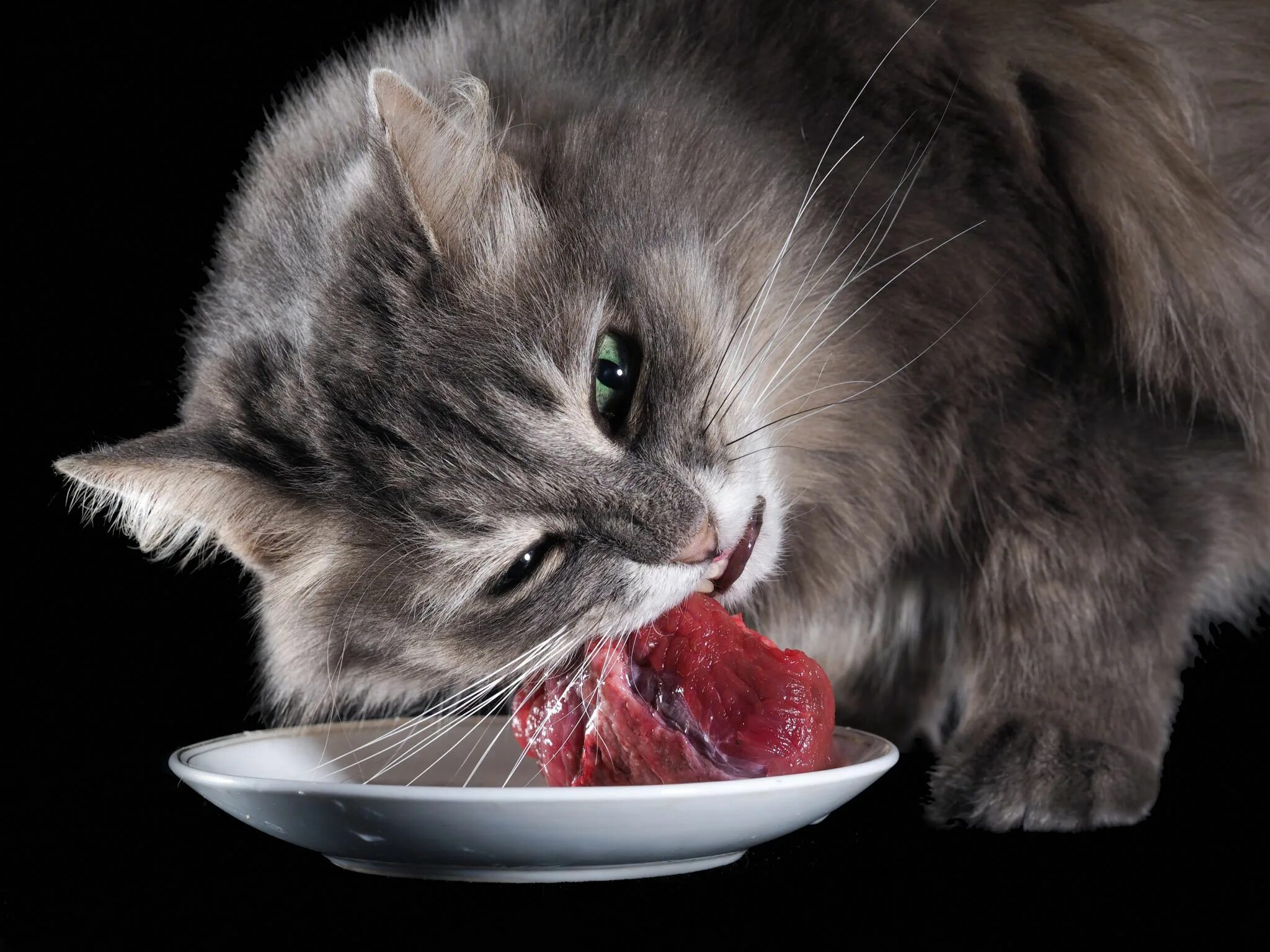 Вареное мясо кошке. Кошка кушает. Котенок кушает. Серый кот кушает.