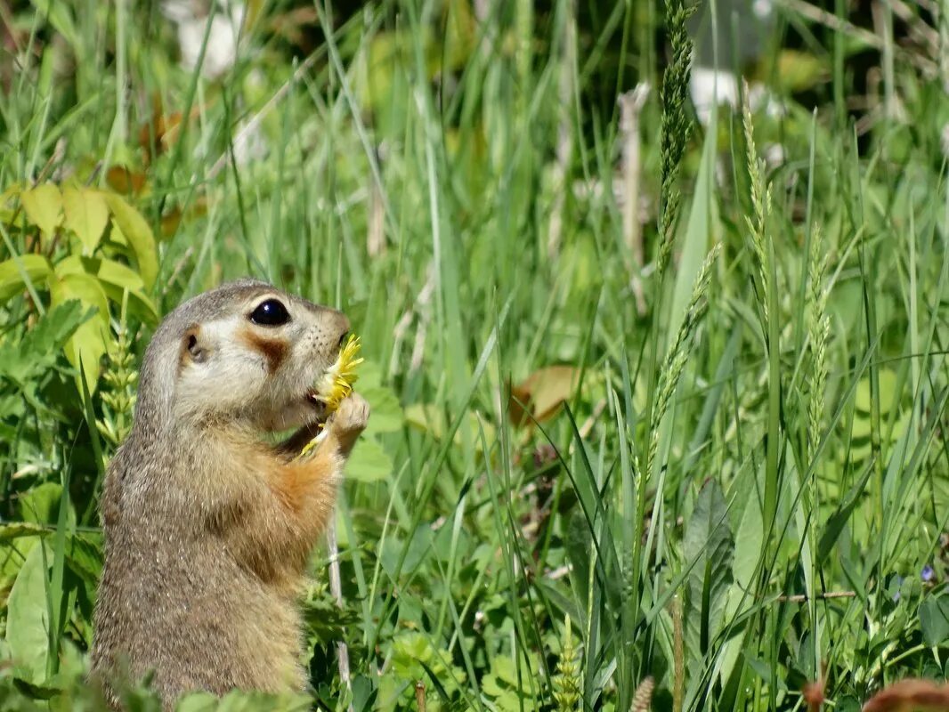 Тонкопалый суслик. Суслик ест видео. Суслик ест видео. Поляна эммануэля суслики. Длиннохвостый суслик.