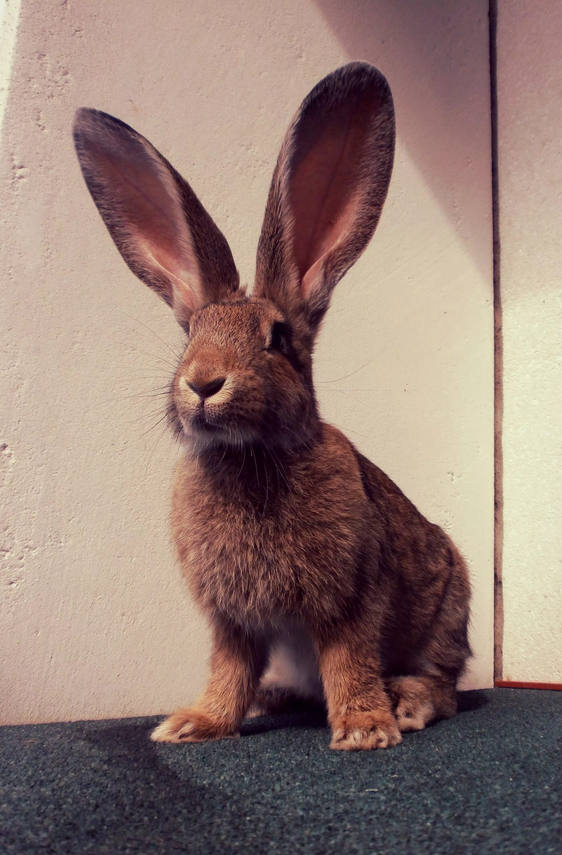 Continental giant Rabbit. Кролик Бонзо. Кролики породы Континенталь. Ушастый кролик.