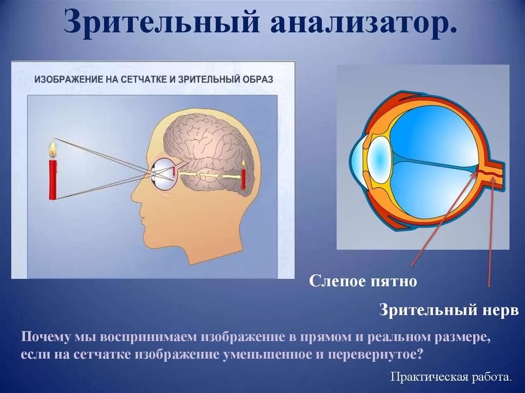 Презентация понятие об анализаторах зрительный анализатор. Анализатор глаза биология 8 класс. Биология 8 класс анализаторы зрения. Строение анализатора зрения. Зрительный анализатор строение и функции сетчатка.