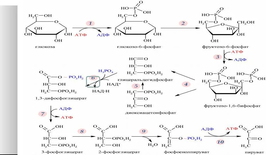 Окисление фруктозы последовательность. Аэробный гликолиз биохимия схема. Аэробный гликолиз схема. Схема гликолиза биохимия с ферментами. Анаэробный гликолиз биохимия реакции.