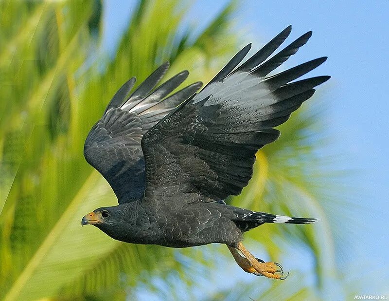 Кубинский ястреб. Buteogallus gundlachii. Buteogallus anthracinus. Черный ястреб.