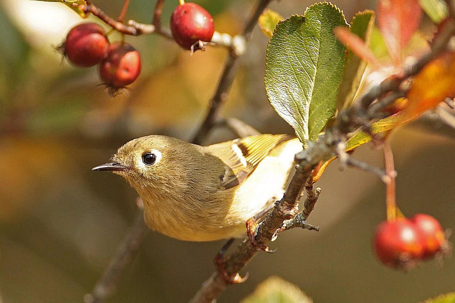 Fall bird. Осенние птицы. Птахи осінні в Україні. Фото начало осени птицы.