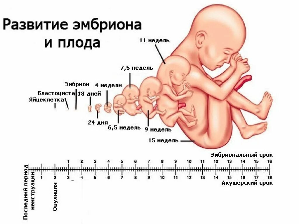 Какого размера ребенок в 12 недель беременности. Развитие и размер плода по неделям. Размер ребенка по неделям беременности. Развитие плода по неделям беременности УЗИ. На каком сроке ощущается