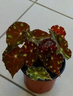 Бегония коричневая
