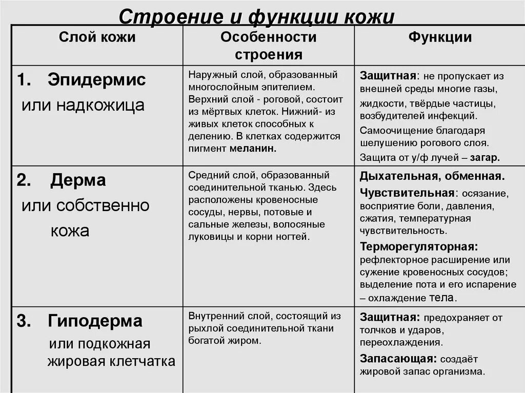 Таблица кожи человека. Таблица слой кожи особенности строения функции. Таблица кожа слои кожи особенности строения функции. Таблица по биологии 8 класс слои кожи строение. Таблица слои кожи строение кожи функция слоя.