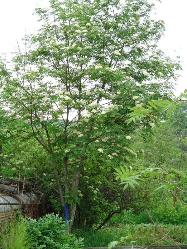 ясень в приморье. деревья приморья. бархат амурский пробковое дерево. какие деревья приморского края. редкие деревья приморья.