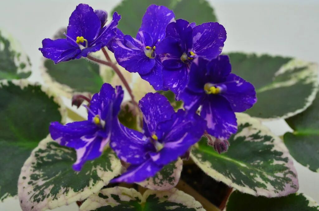 Фиалка ле королева джиневра. Фиалка лиловый карильон. Фиалка королева льда. Фиалка химера королева. Фиалка сорт шамаханская царица.