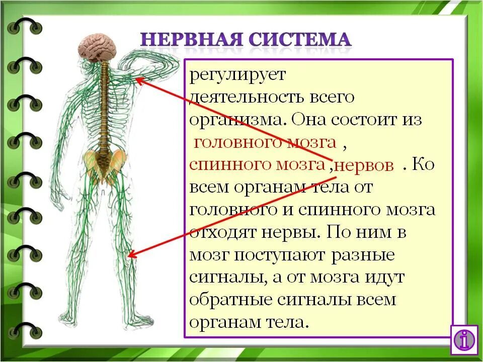 Центральная нервная система головной мозг и спинной мозг. Из чего состоит нервная система 3 класс окружающий мир. Нервная система человека 3 класс. Нервная система человека 4 класс