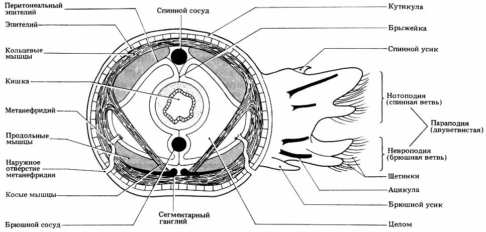 Мышцы беспозвоночных. Поперечный срез Nereis. Поперечный срез многощетинкового червя нереис. Кольчатые черви строение в разрезе. Поперечный срез полихеты.