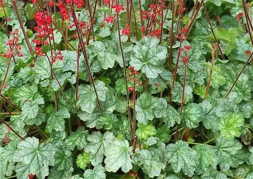 Гейхера латынь. Гейхера липстик. heuchera гейхера «lipstick». гейхера циркус. гейхера липстик блонд.