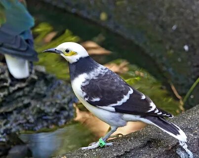 Black-collared Starling - Gracupica nigricollis.