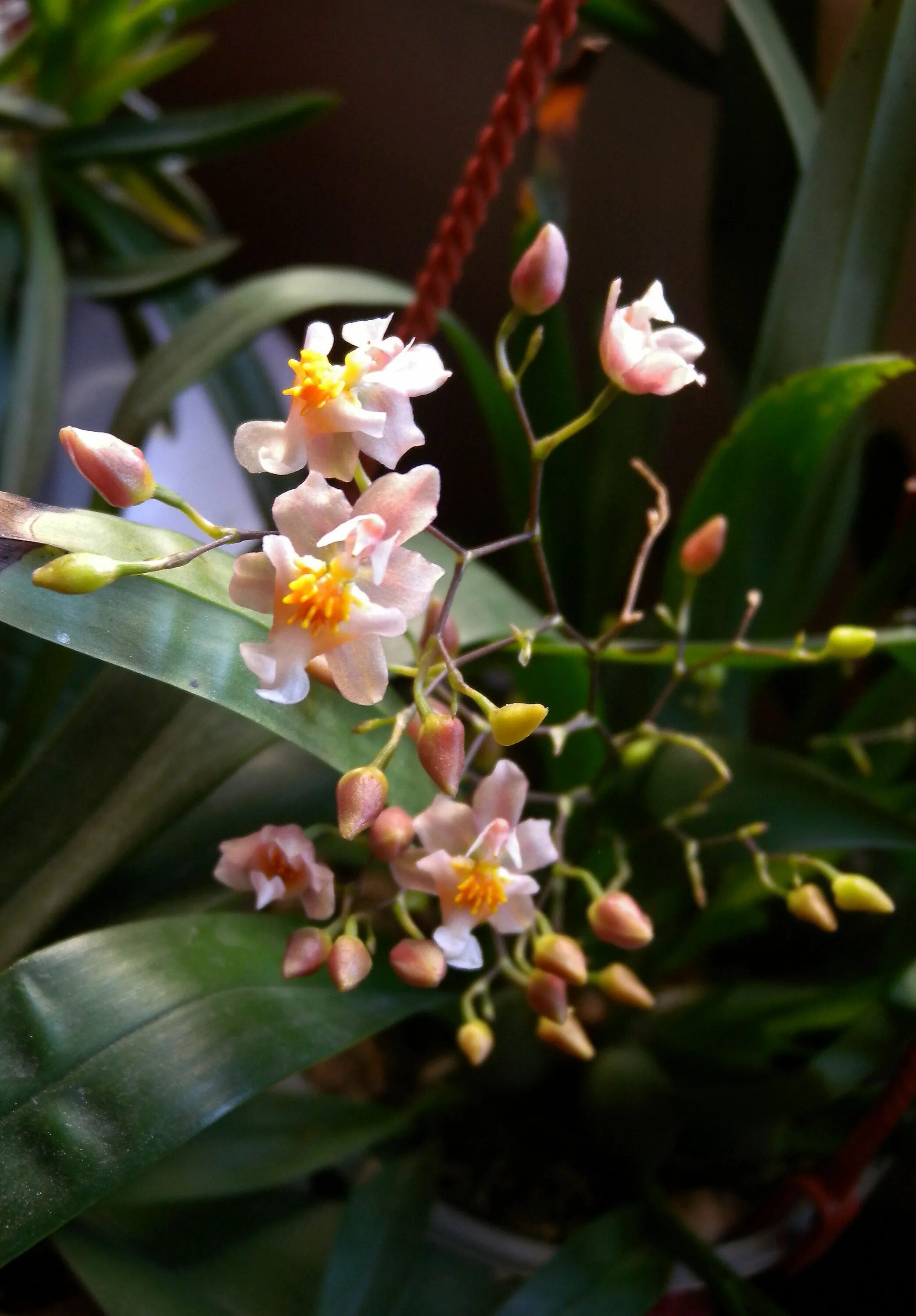 Oncidium Twinkle Oncidium orchids, Oncidium, Beautiful orchids