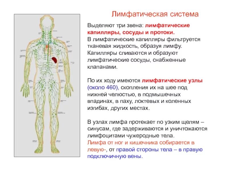 Начало лимфатических сосудов. Сосуды лимфатической системы таблица. Лимфатическая система - сосуды, стволы , протоки. Лимфатическая система сосуды капилляры. Лимфатическая система схема сосудов.