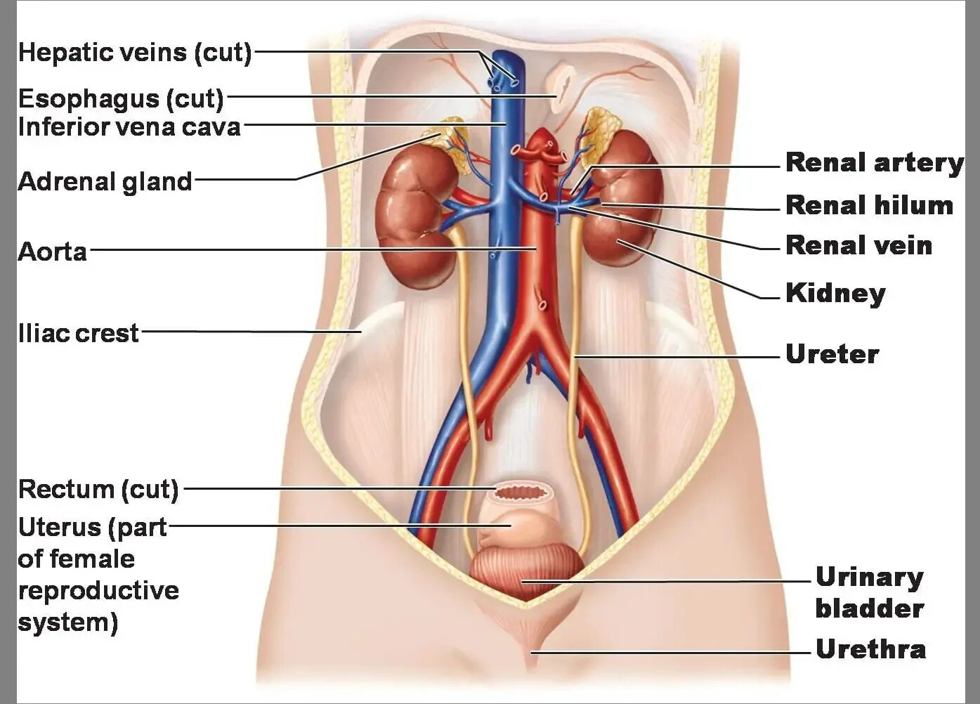 Мочеточник у кошек. Ureter анатомия. Анатомия мочевыделительной системы. Мочевыделительная система женщины анатомия. Мочеполовая система почки анатомия.