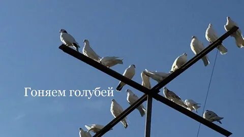 Голубых гонять