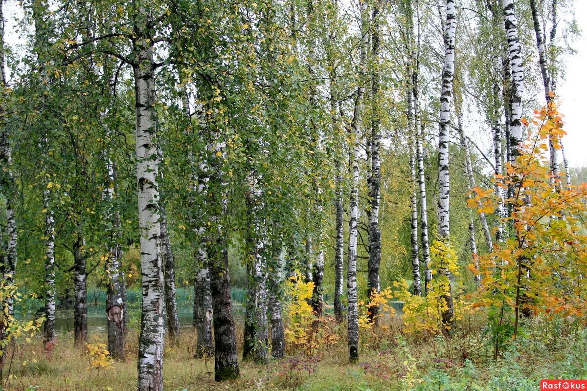 березовая роща челябинская область. берез новейший. русь белоствольная. берез новейший. берез новейший.