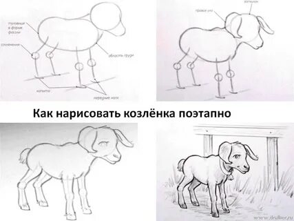 Как нарисовать козленка