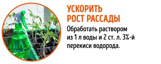 Можно ли опрыскивать перекисью водорода. Перекись водорода для рассады. Подкормка рассады перекисью водорода. Полив рассады перекисью водорода. Перекись водорода для рассады томатов.